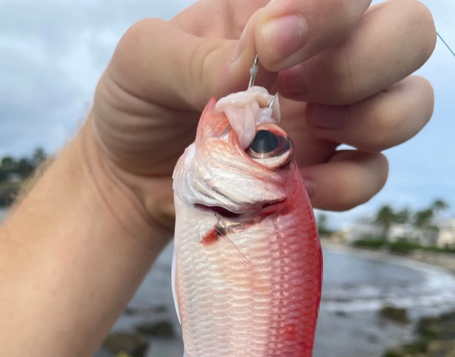 Atlantic bigeye