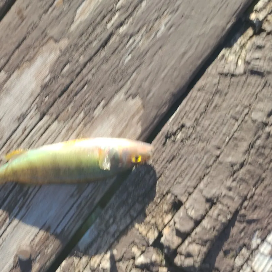 The most recent Common logperch catches on Fishbrain