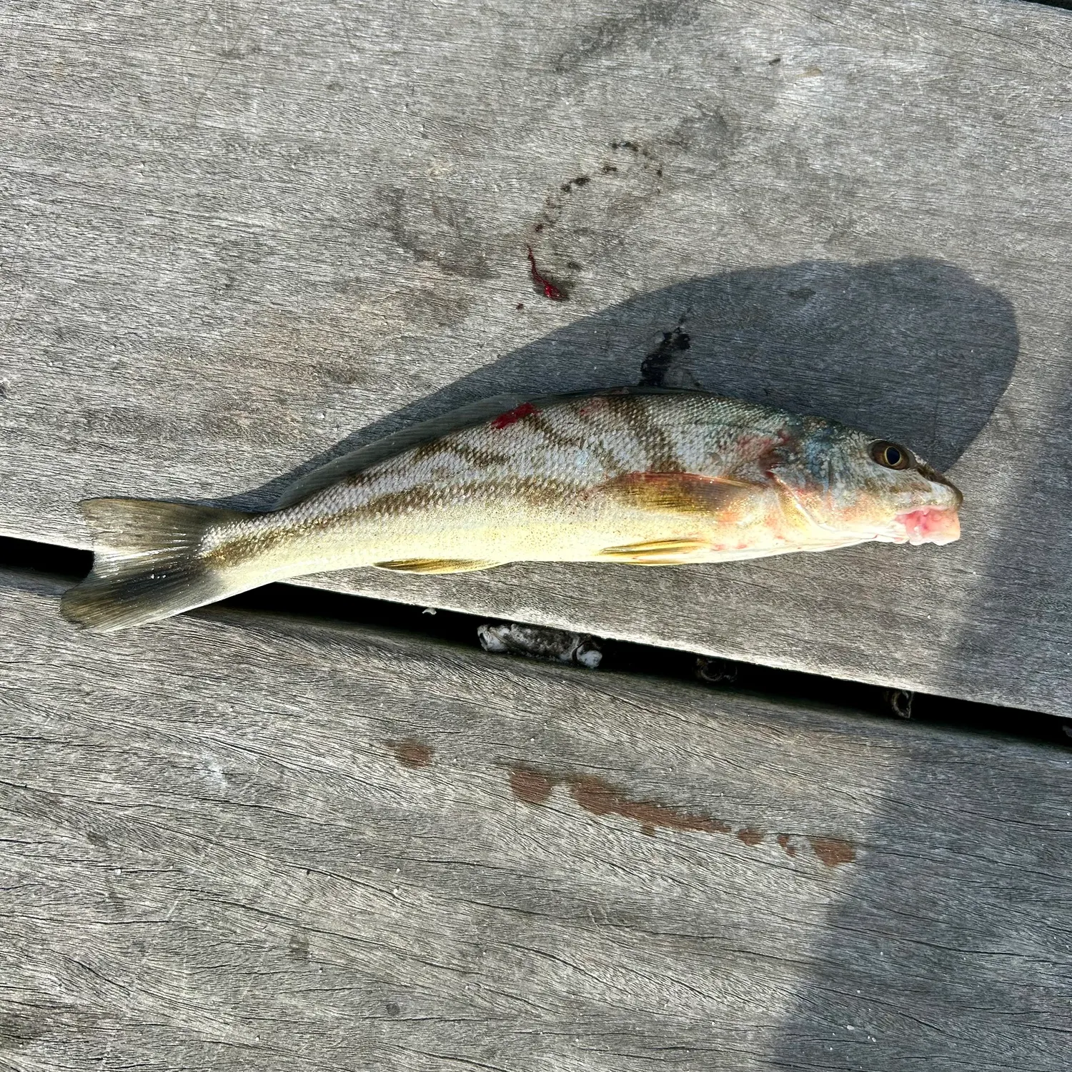 The most recent Northern kingcroaker catches on Fishbrain