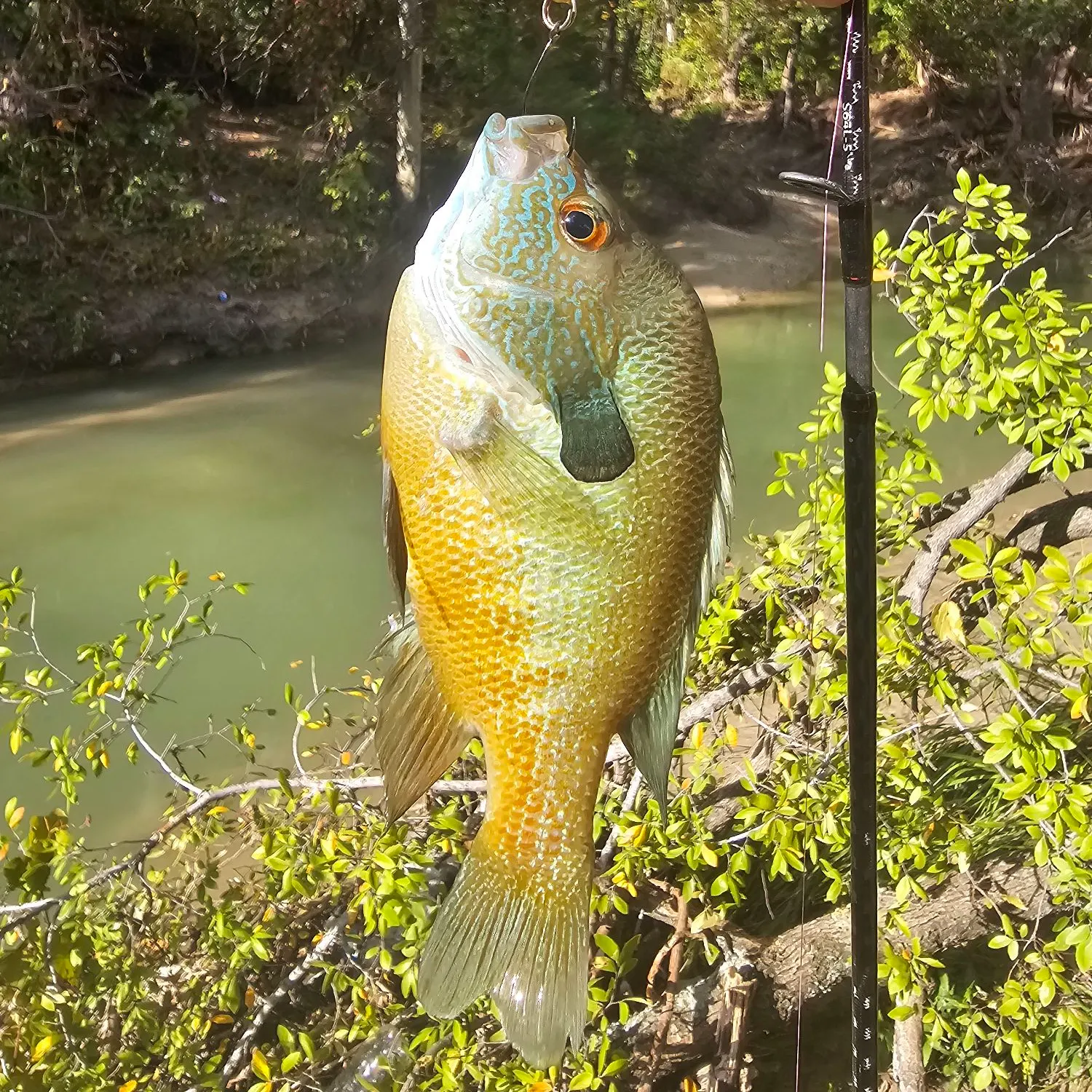 Longear sunfish caught on Fishbrain