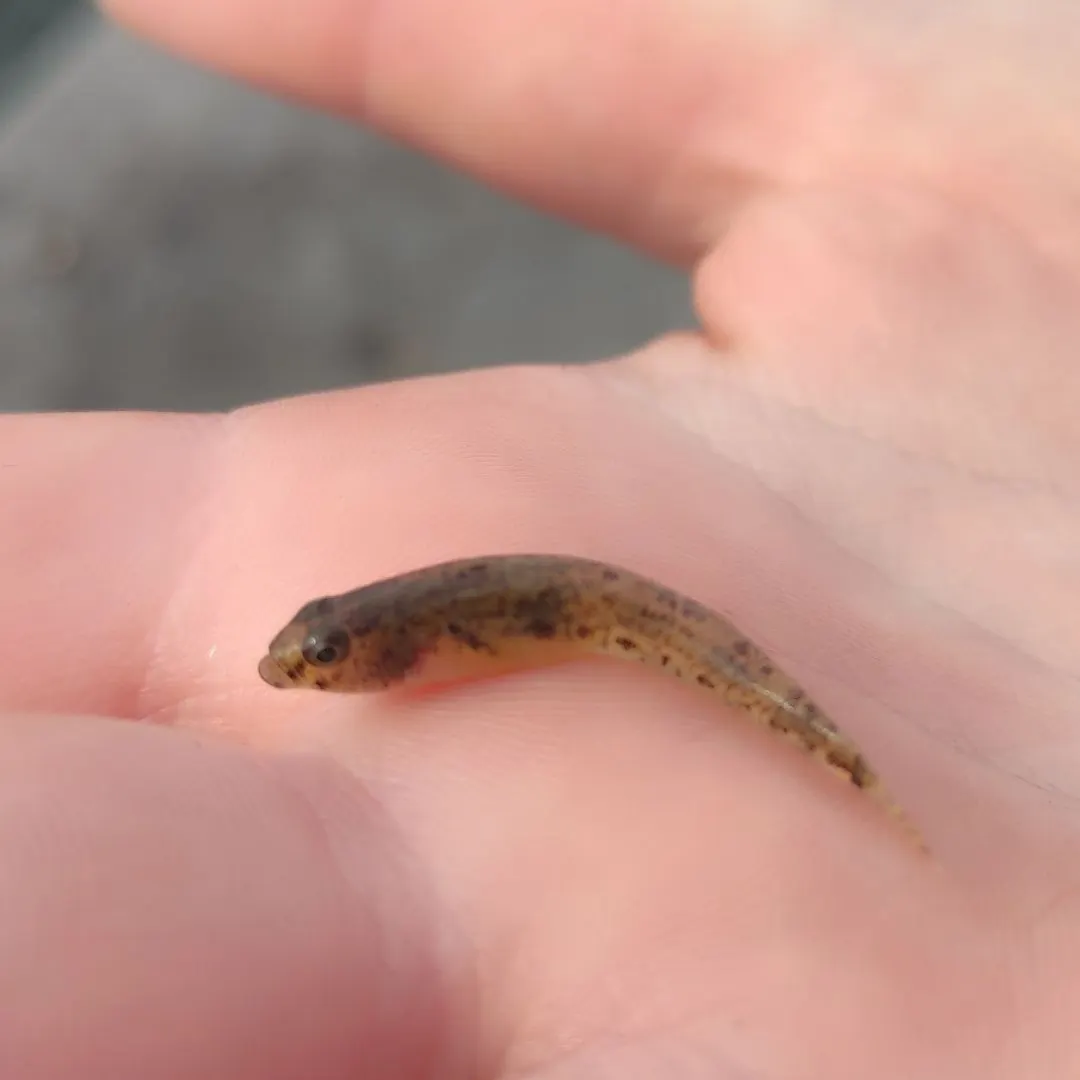 The most recent Common goby catches on Fishbrain