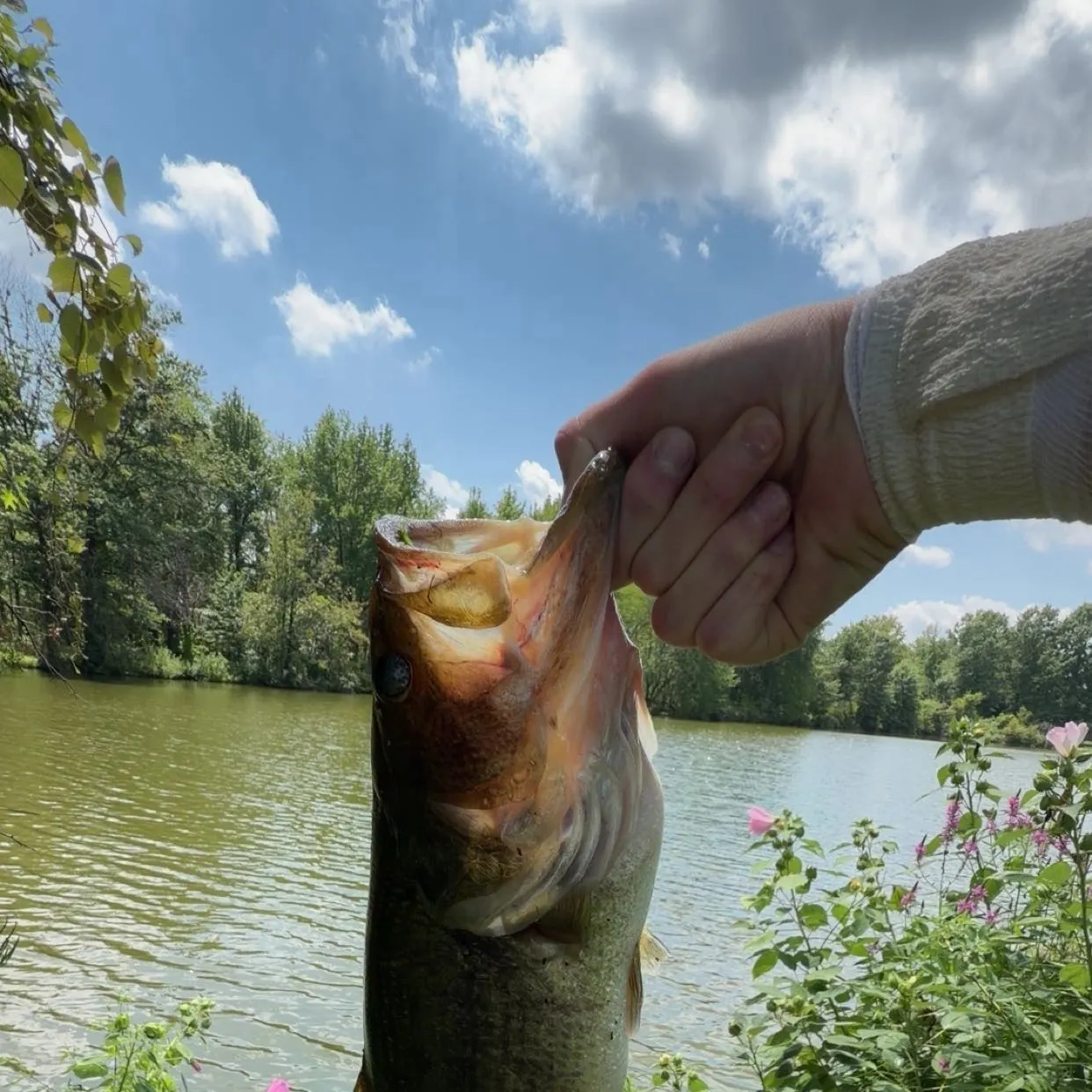 Largemouth bass caught on Fishbrain