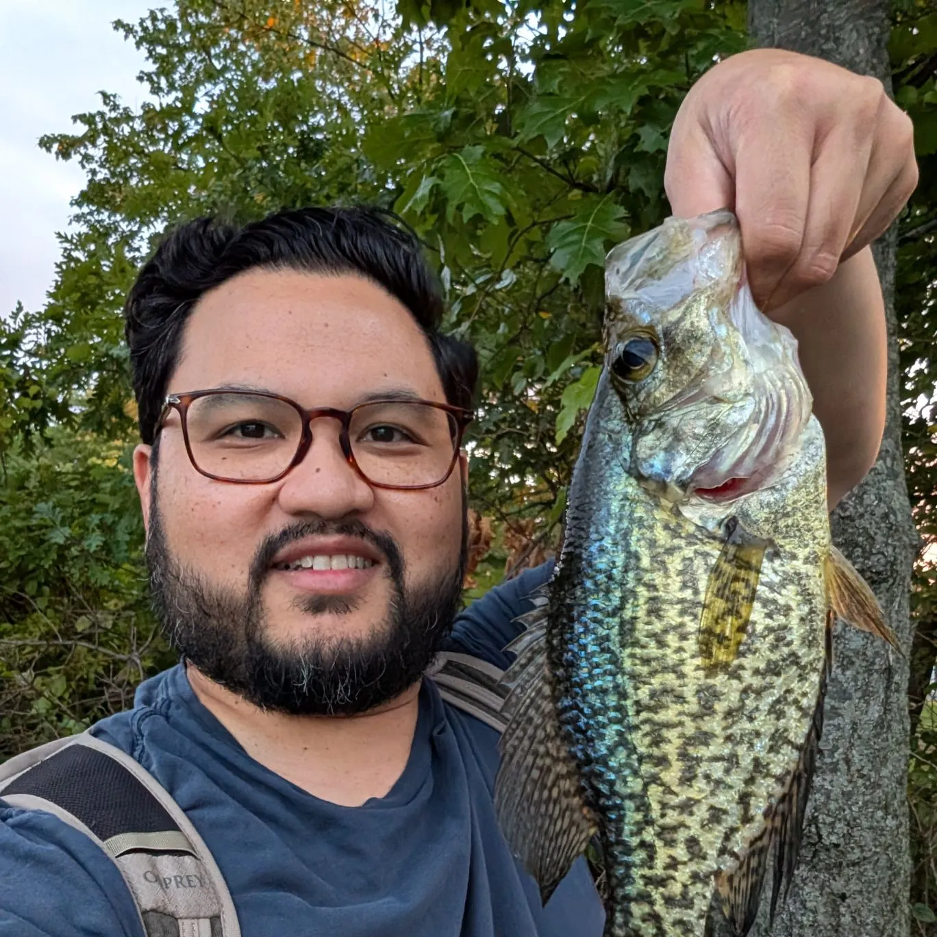 Black crappie caught on Fishbrain
