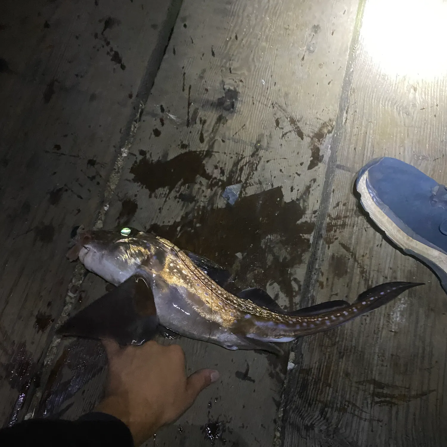 The most recent Spotted ratfish catches on Fishbrain