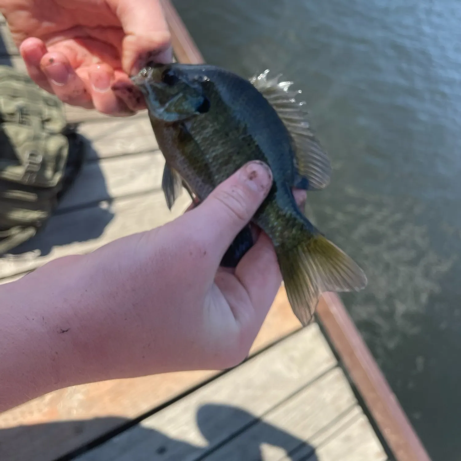 Bluegill caught on Fishbrain