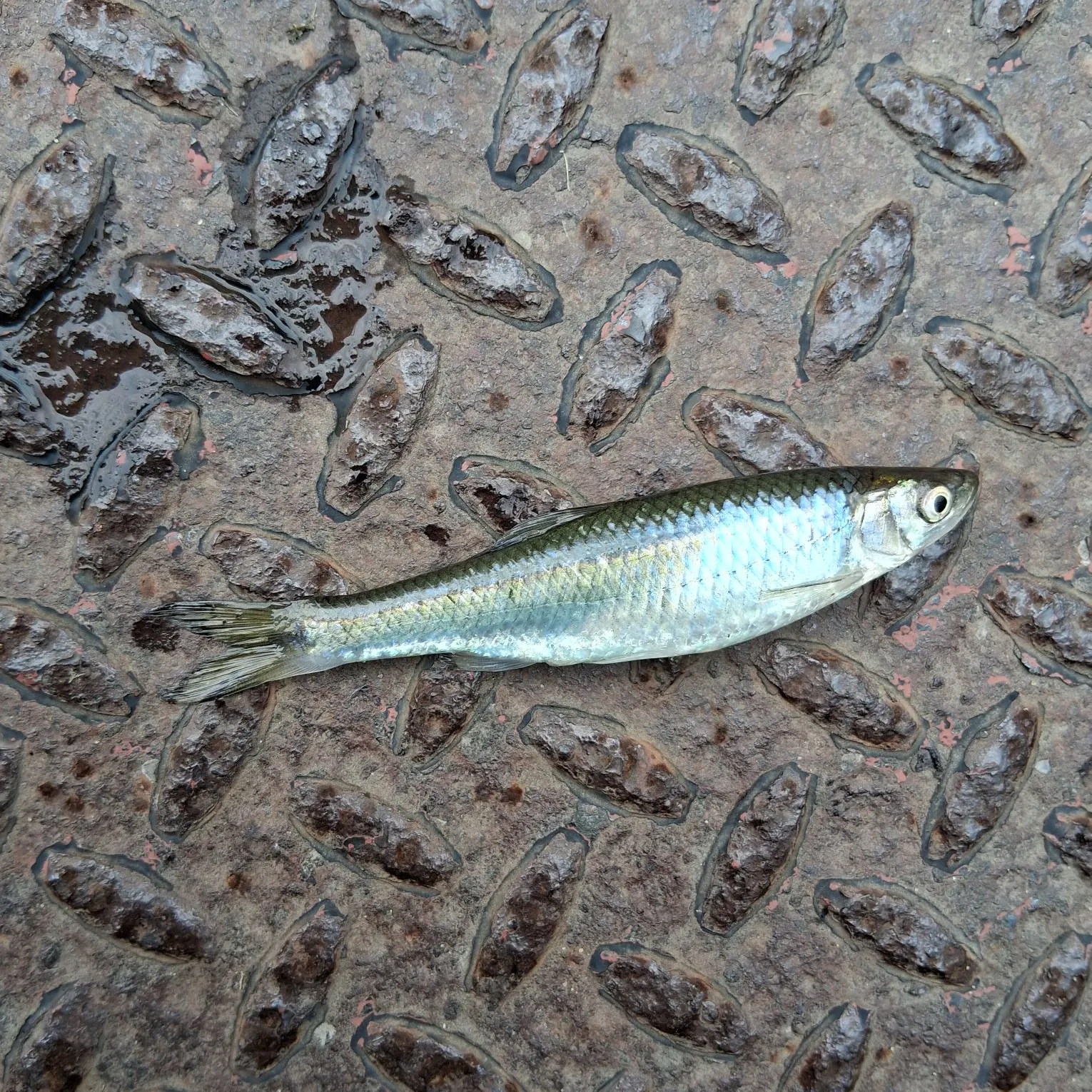 The most recent Spotfin shiner catches on Fishbrain