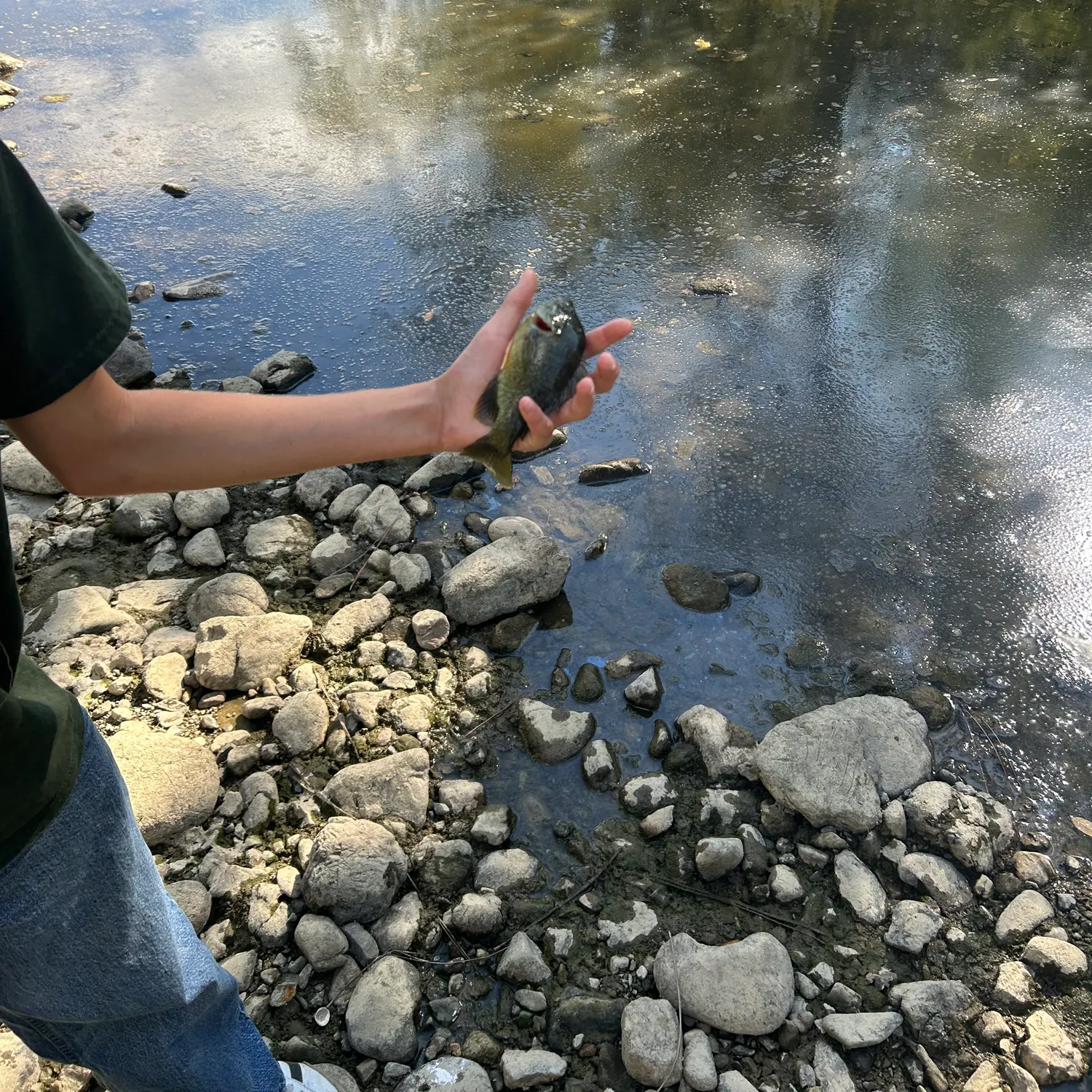 Fish caught on Fishbrain