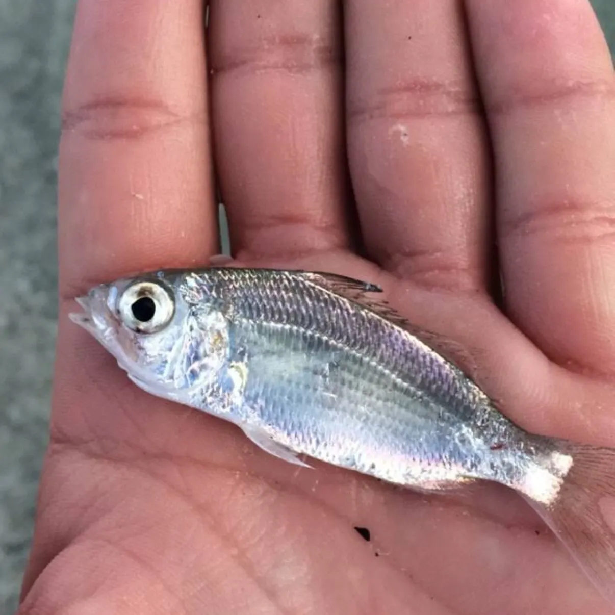 The most recent Mottled mojarra catches on Fishbrain