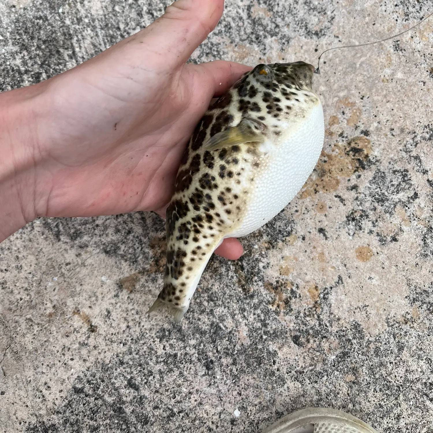 The most recent Checkered puffer catches on Fishbrain