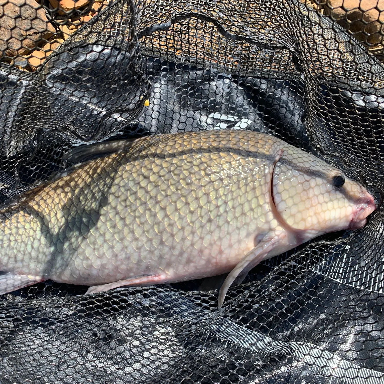 Black buffalo caught on Fishbrain