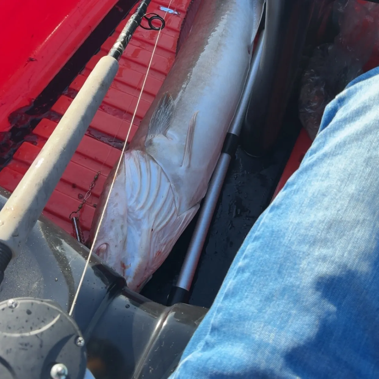 The most recent Common ling catches on Fishbrain