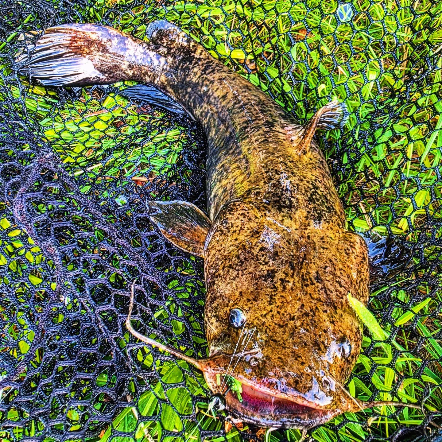 most liked catch image