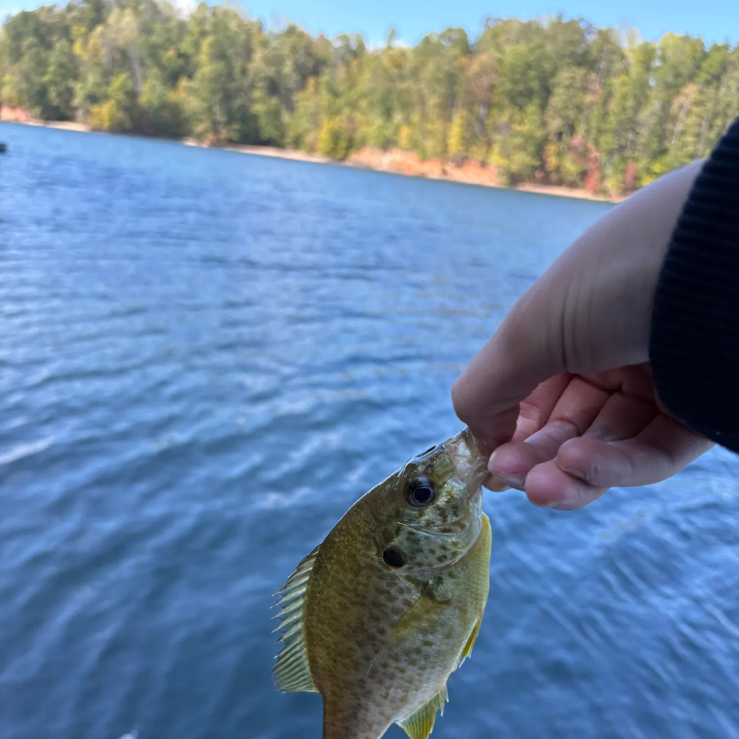 Bluegill caught on Fishbrain