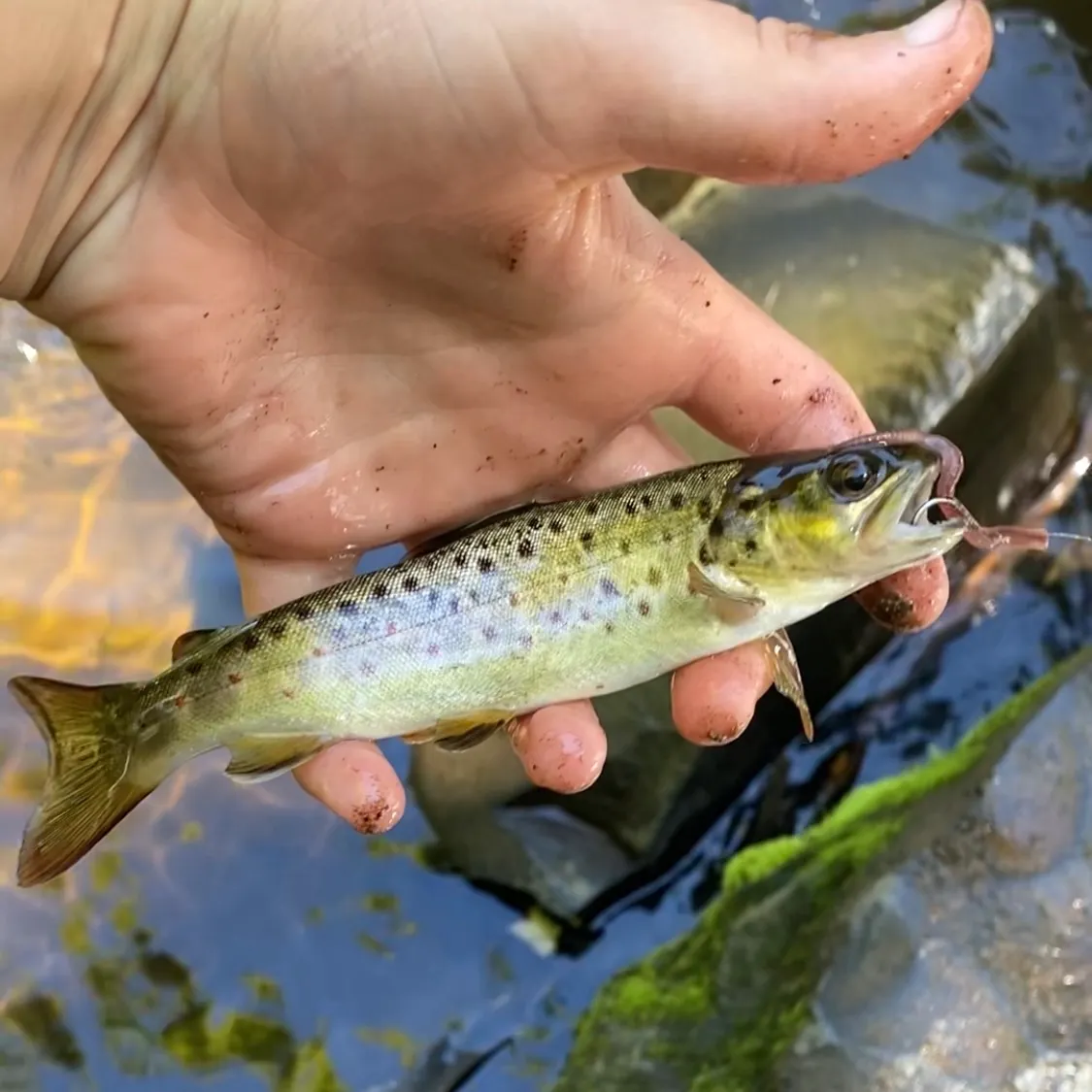Brown trout caught on Fishbrain