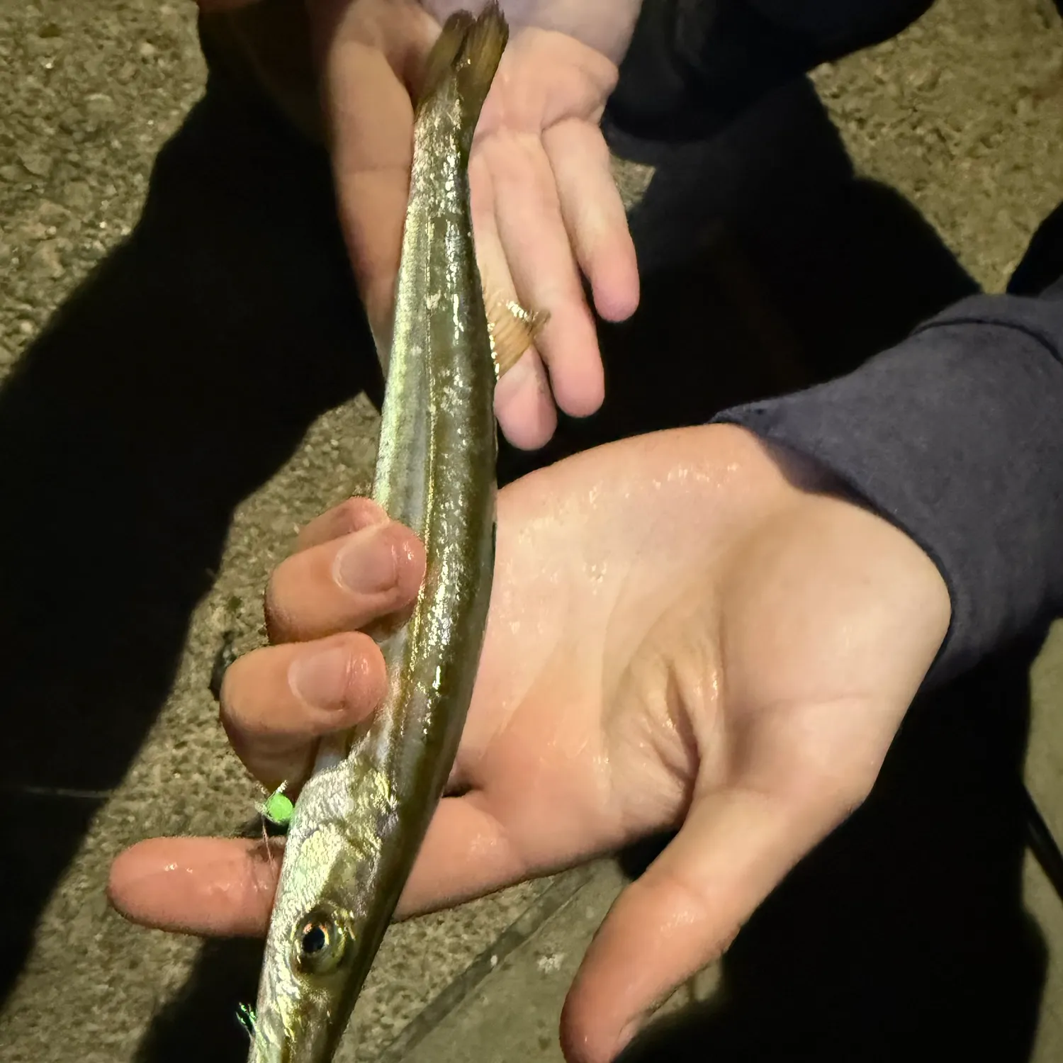 The most recent Northern sennet catches on Fishbrain
