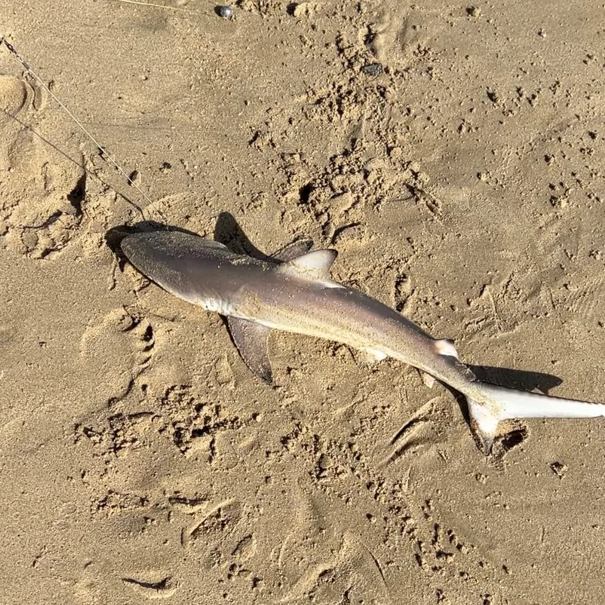 The most recent Blacktip shark catches on Fishbrain
