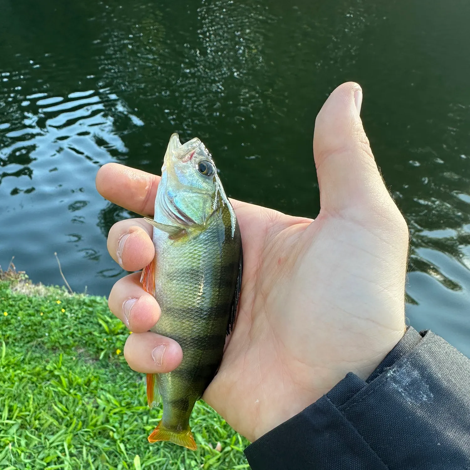 Fish caught on Fishbrain