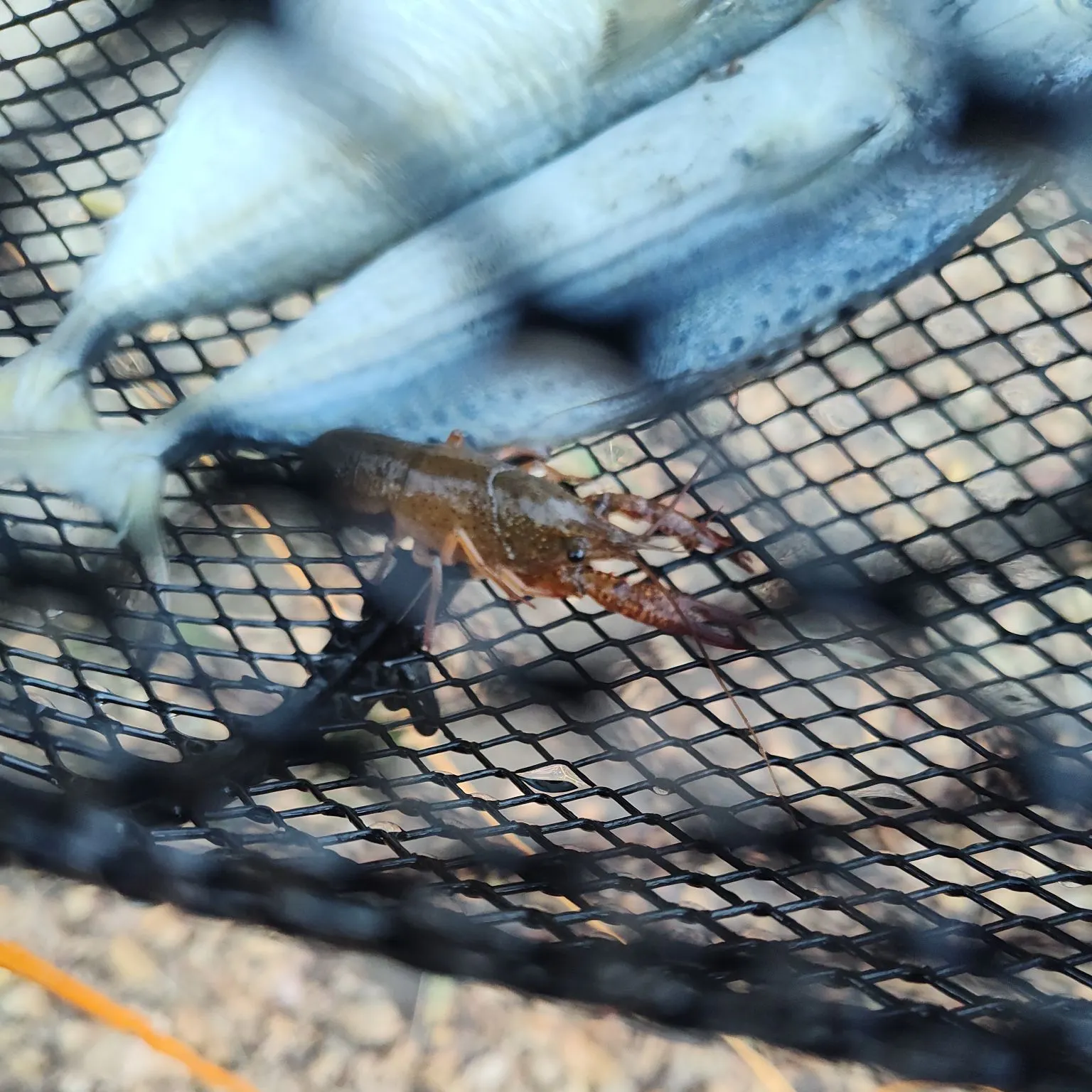 Fish caught on Fishbrain