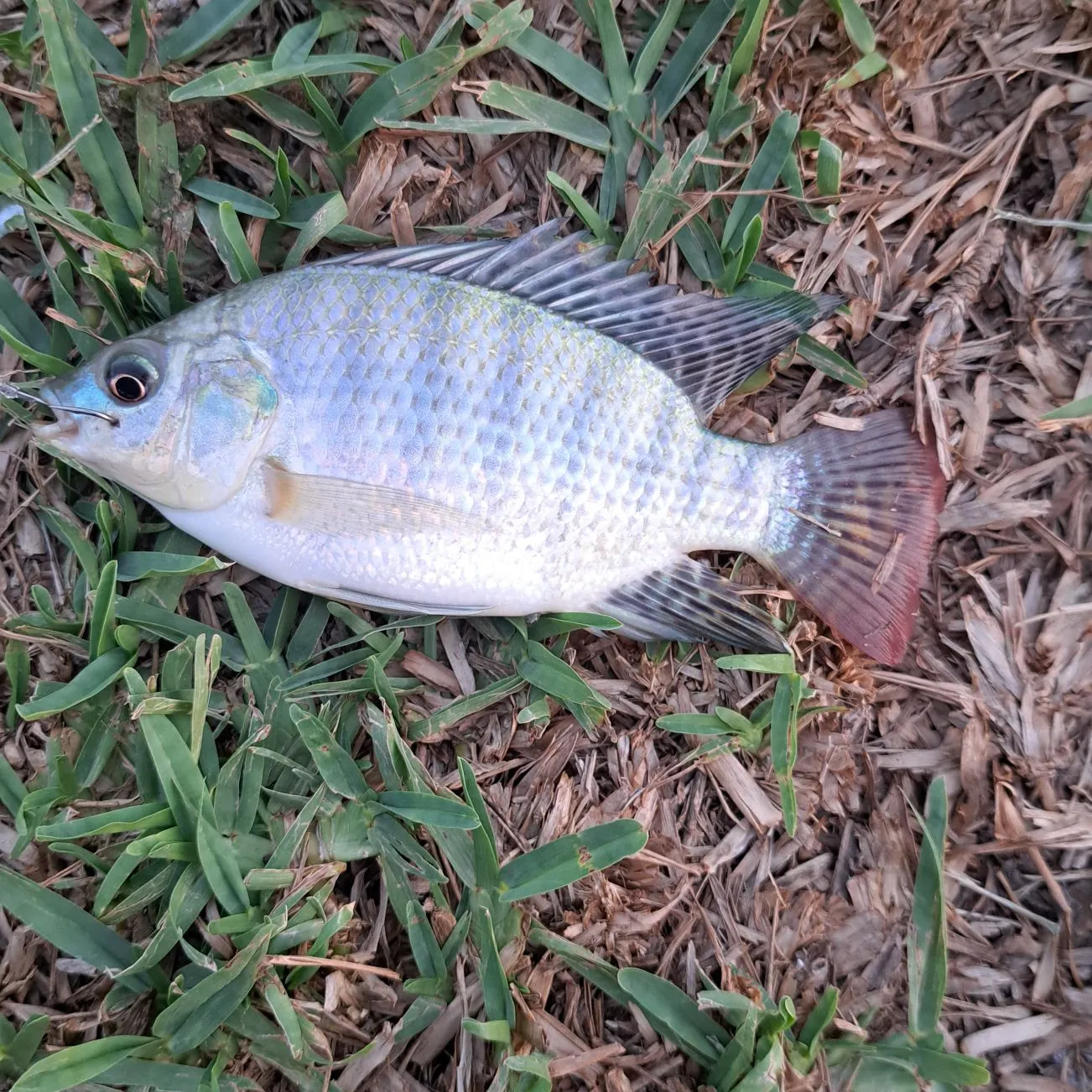 Nile tilapia caught on Fishbrain