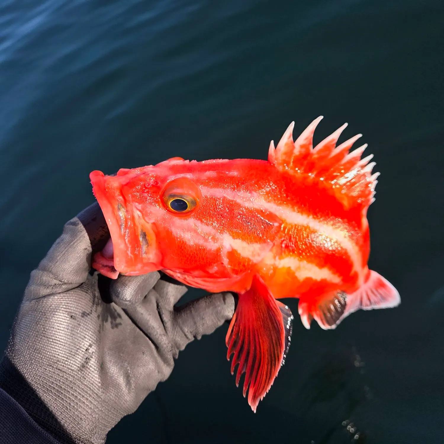 Yelloweye rockfish caught on Fishbrain