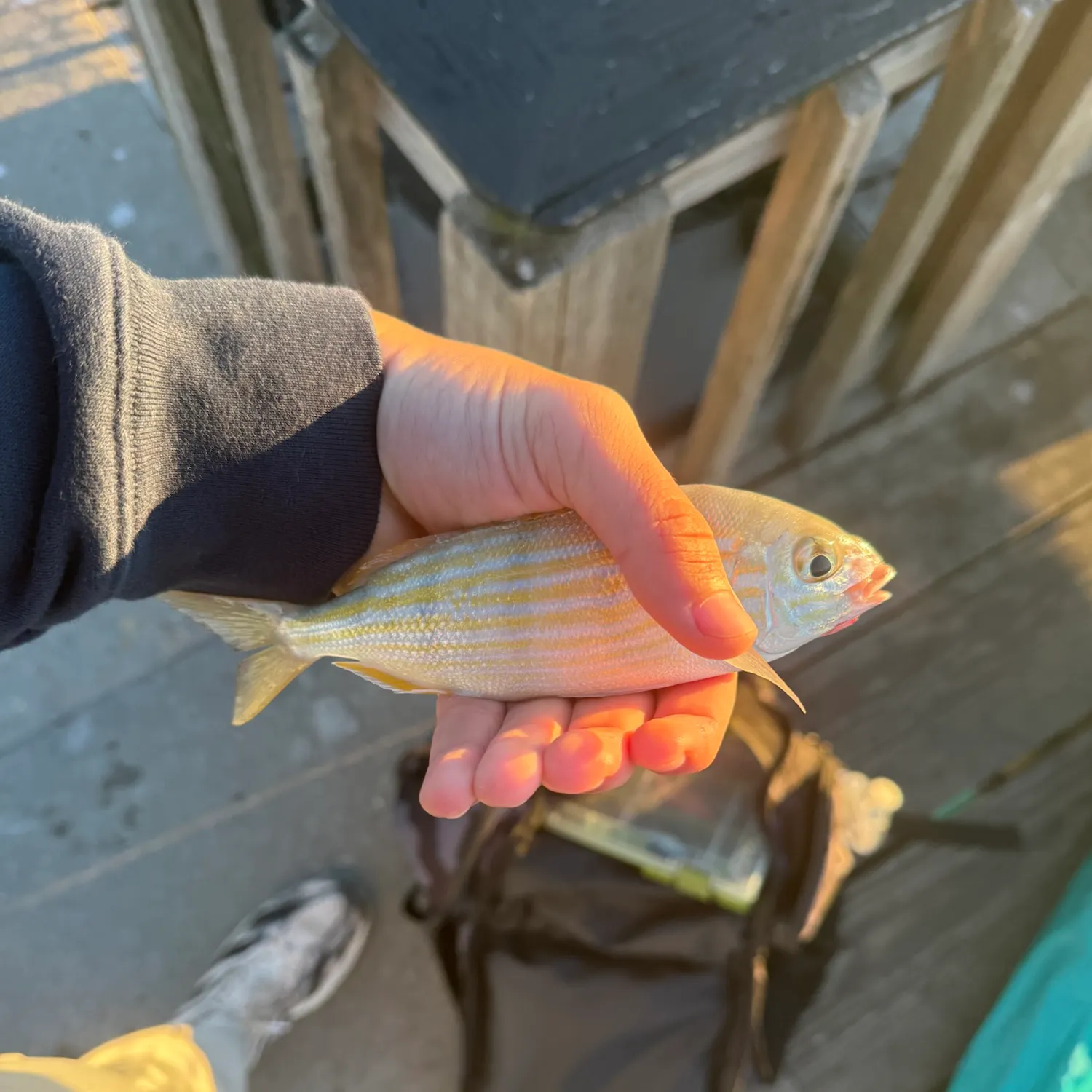 Pinfish caught on Fishbrain