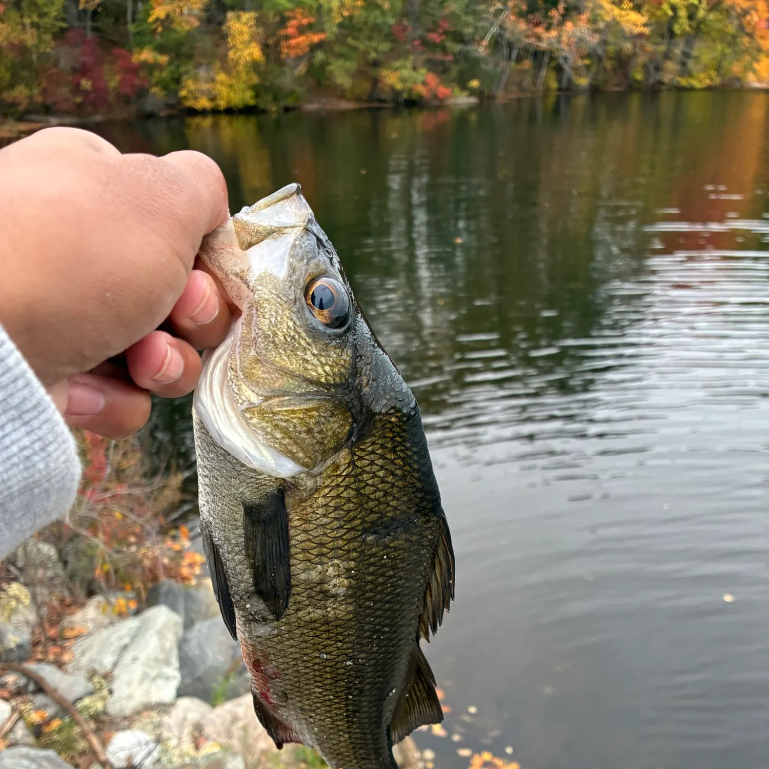 White perch caught on Fishbrain