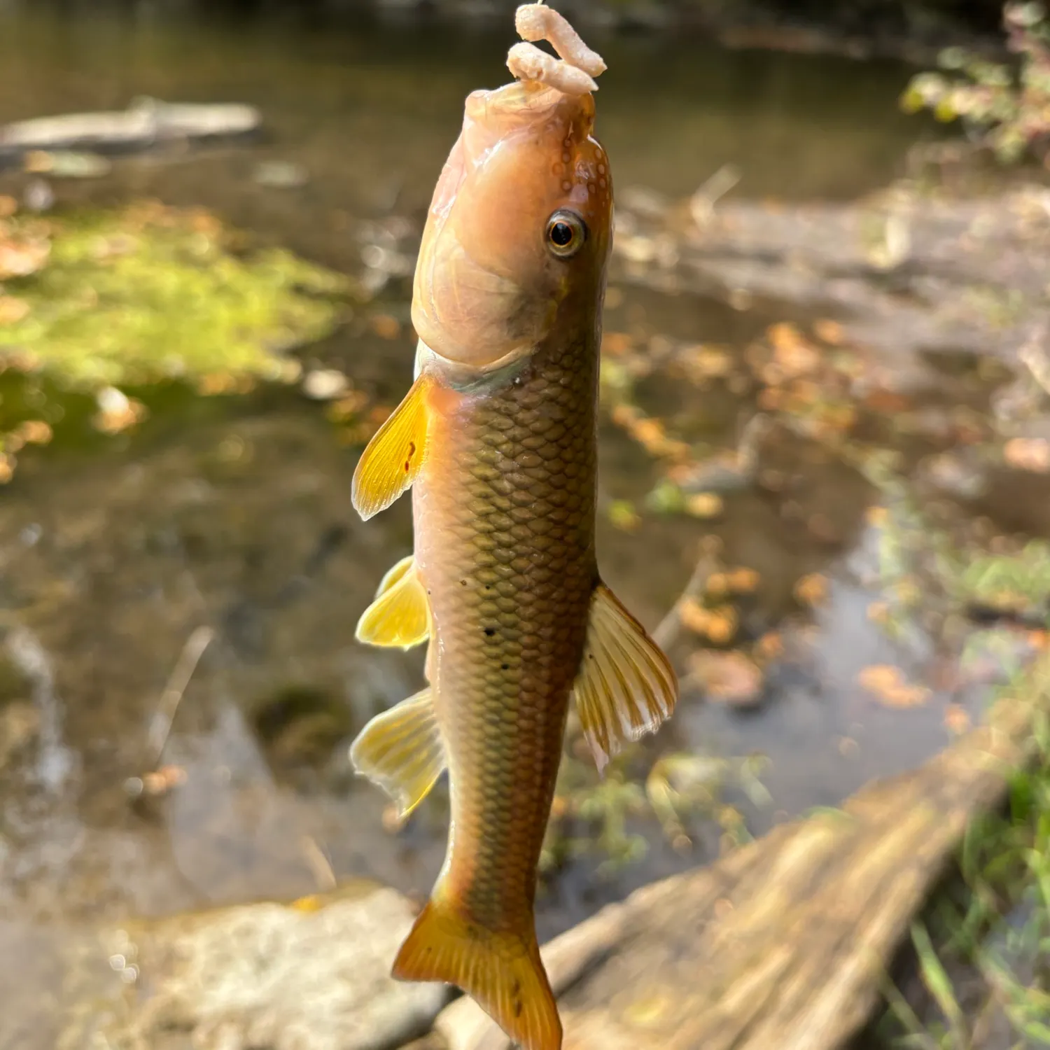 The most recent River chub catches on Fishbrain