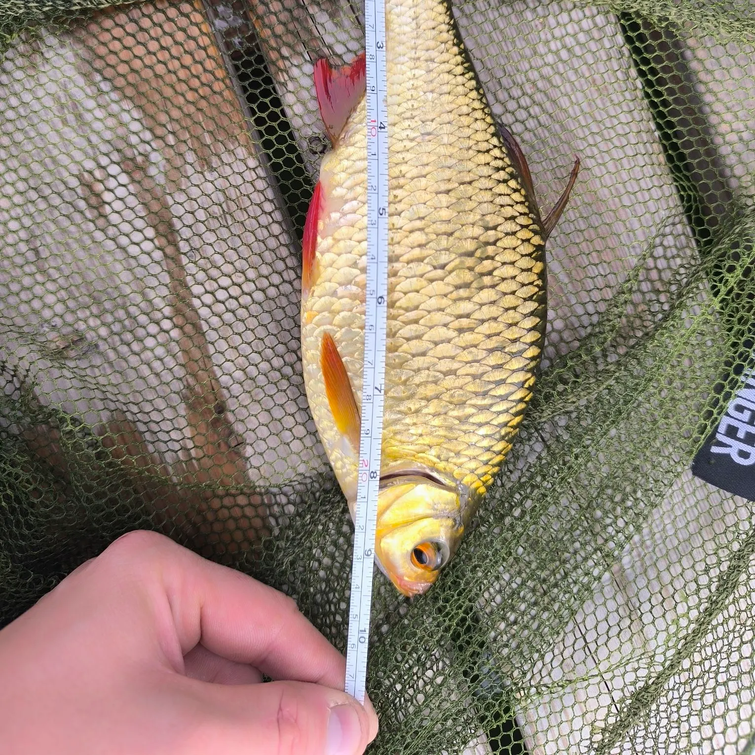 Common rudd caught on Fishbrain