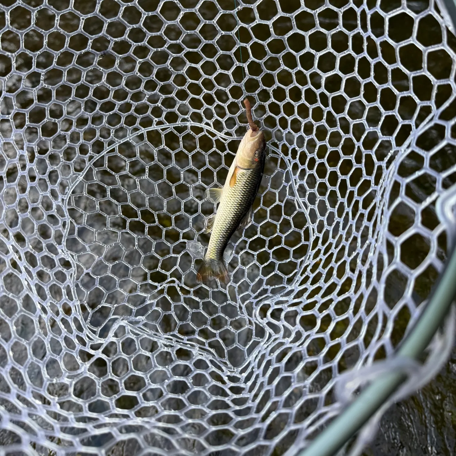 Hornyhead chub caught on Fishbrain