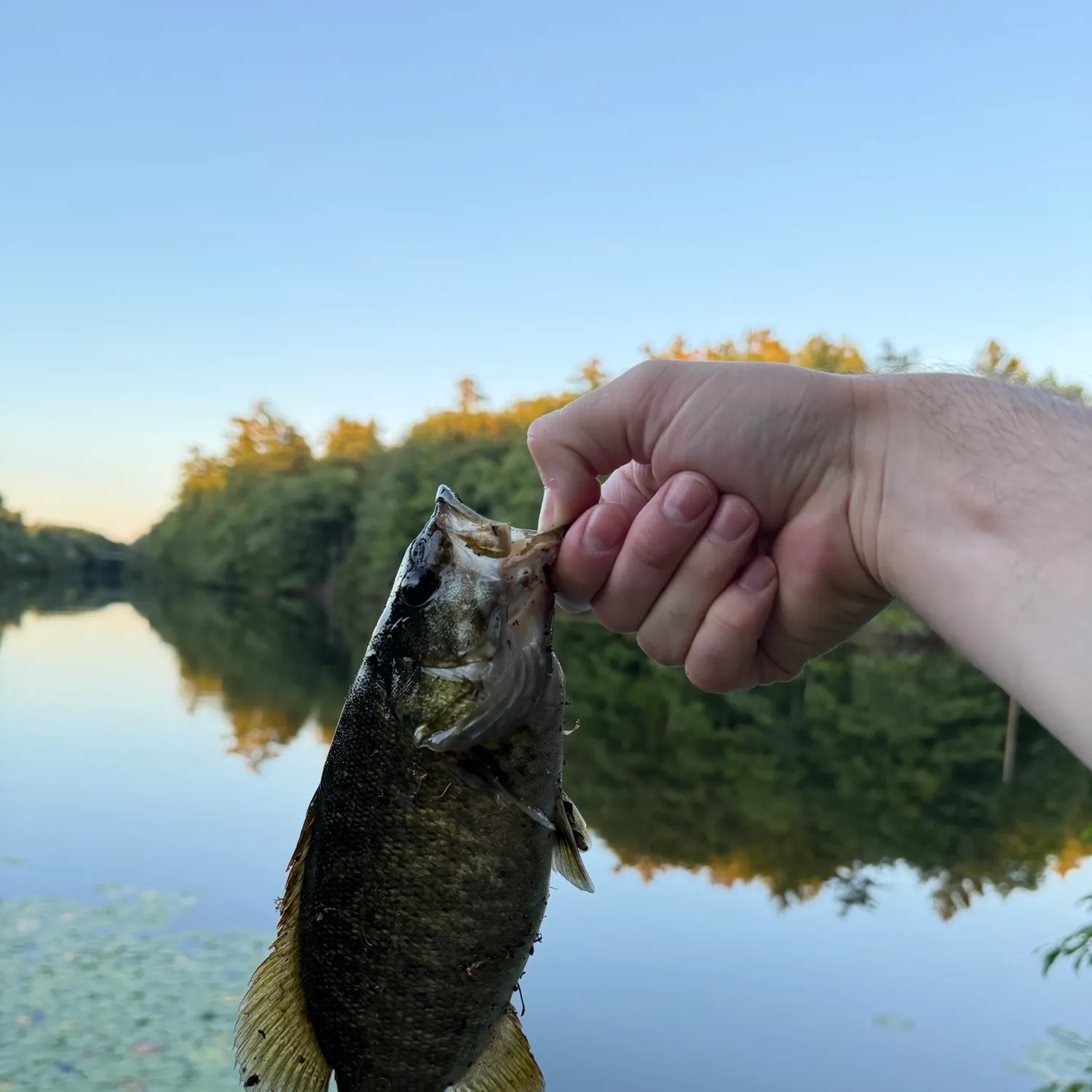 Smallmouth bass caught on Fishbrain