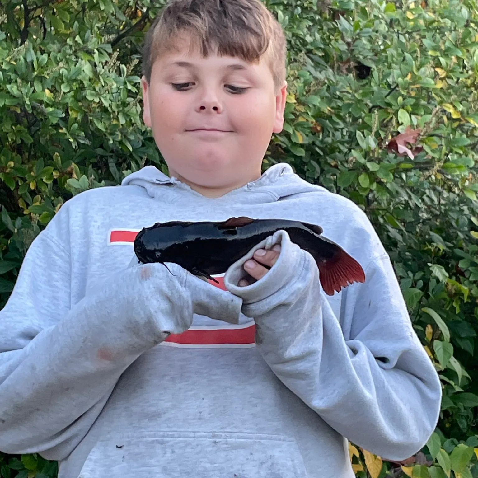 The most recent Redtail catfish catches on Fishbrain