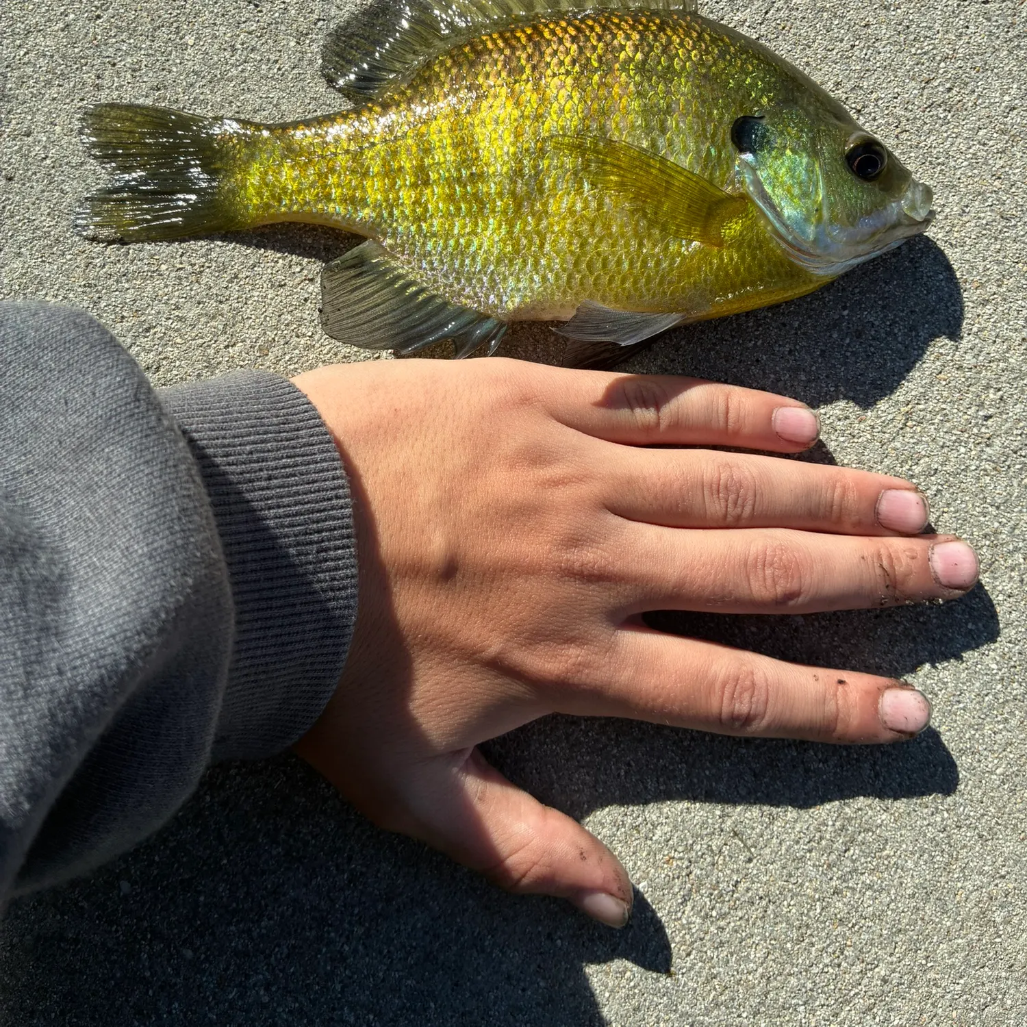 Bluegill caught on Fishbrain