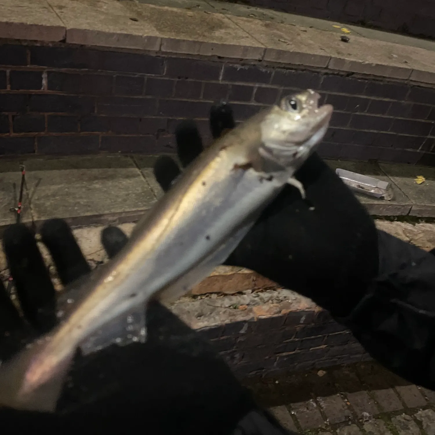 The most recent Alaska pollock catches on Fishbrain