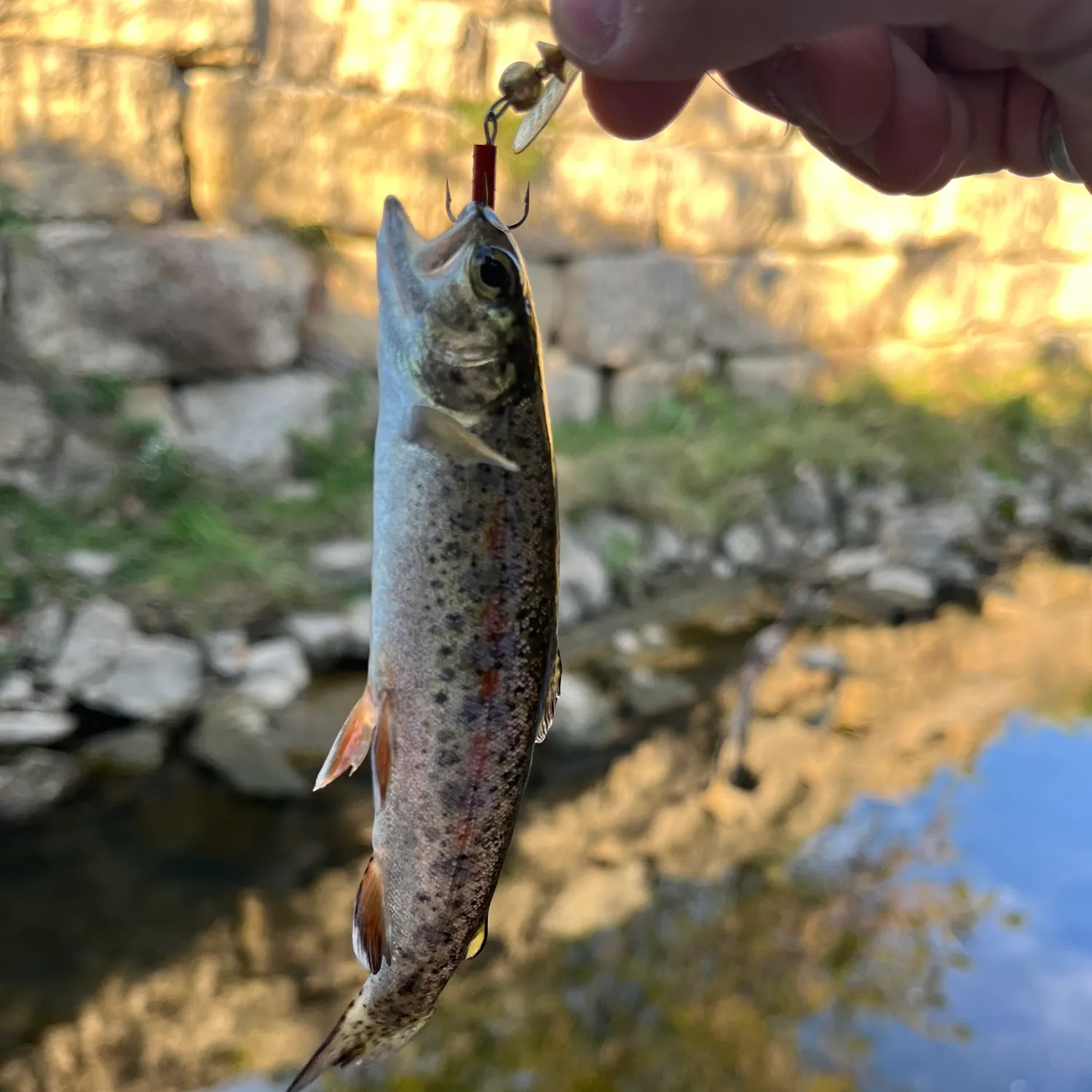Rainbow trout caught on Fishbrain