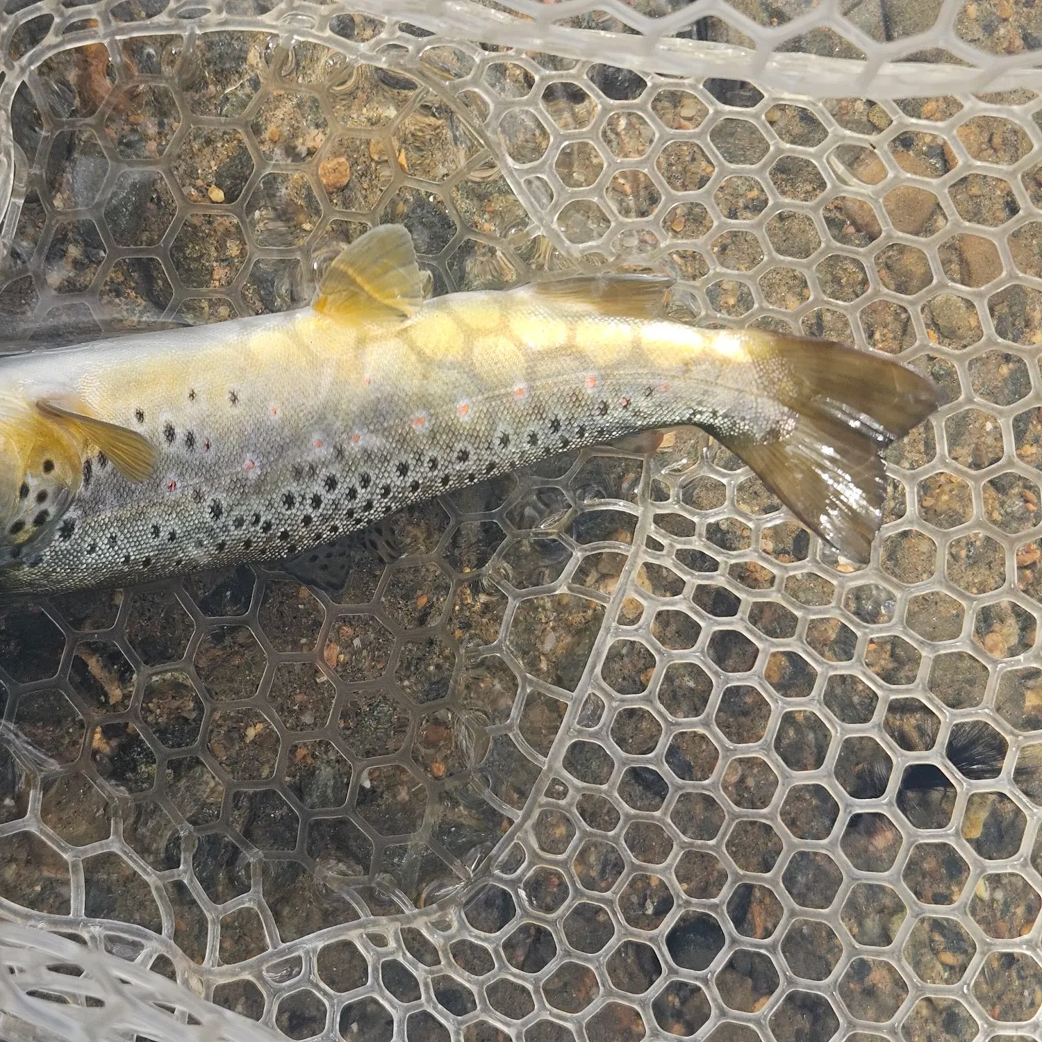 Brown trout caught on Fishbrain