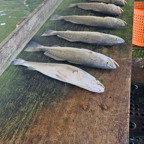 Spotted seatrout caught on Fishbrain