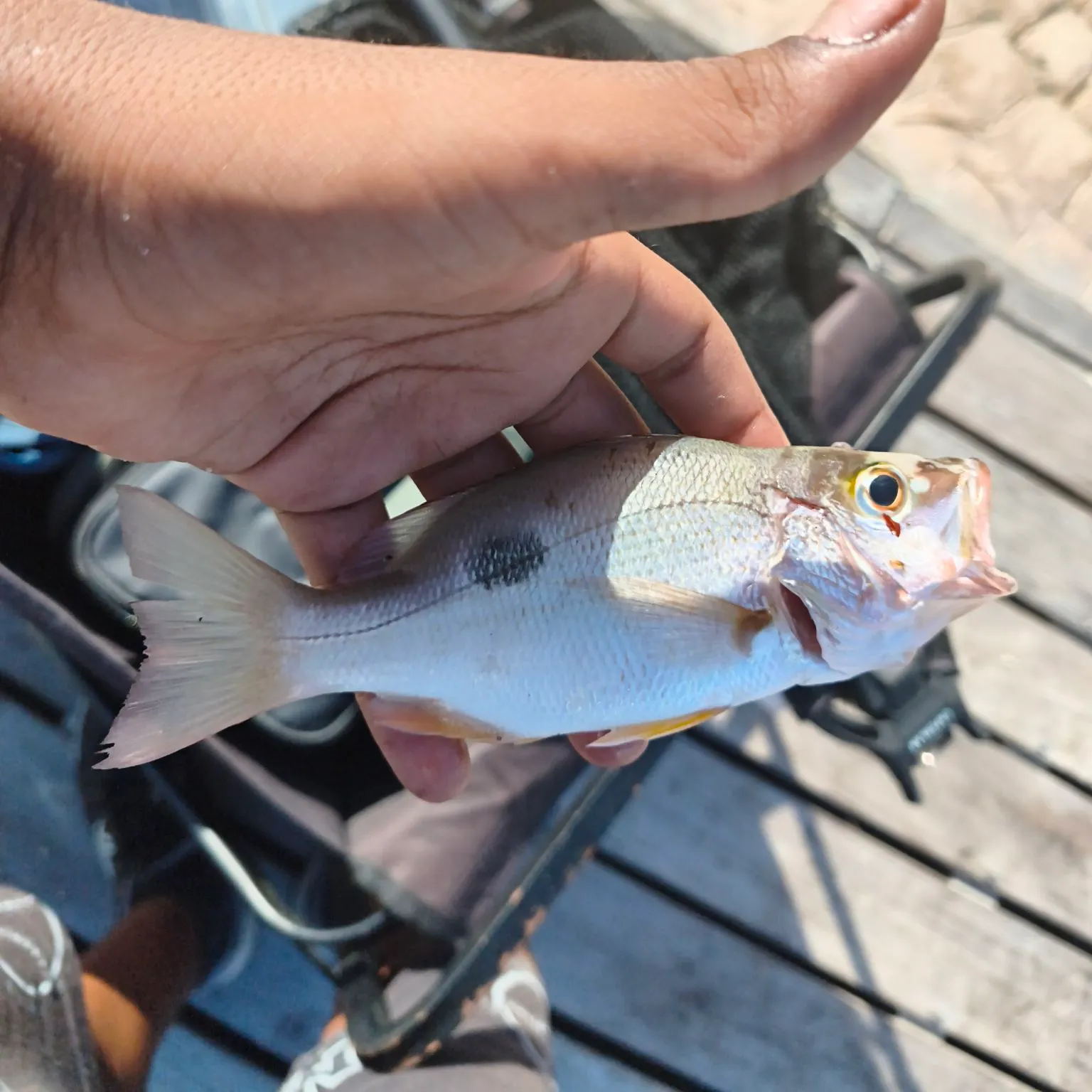 Lane snapper caught on Fishbrain