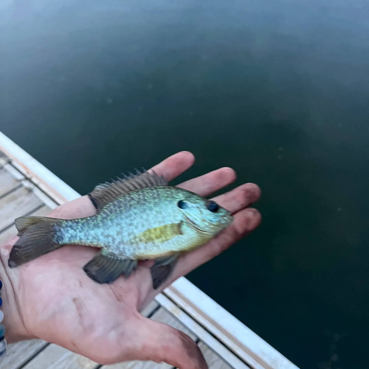 Bluegill caught on Fishbrain