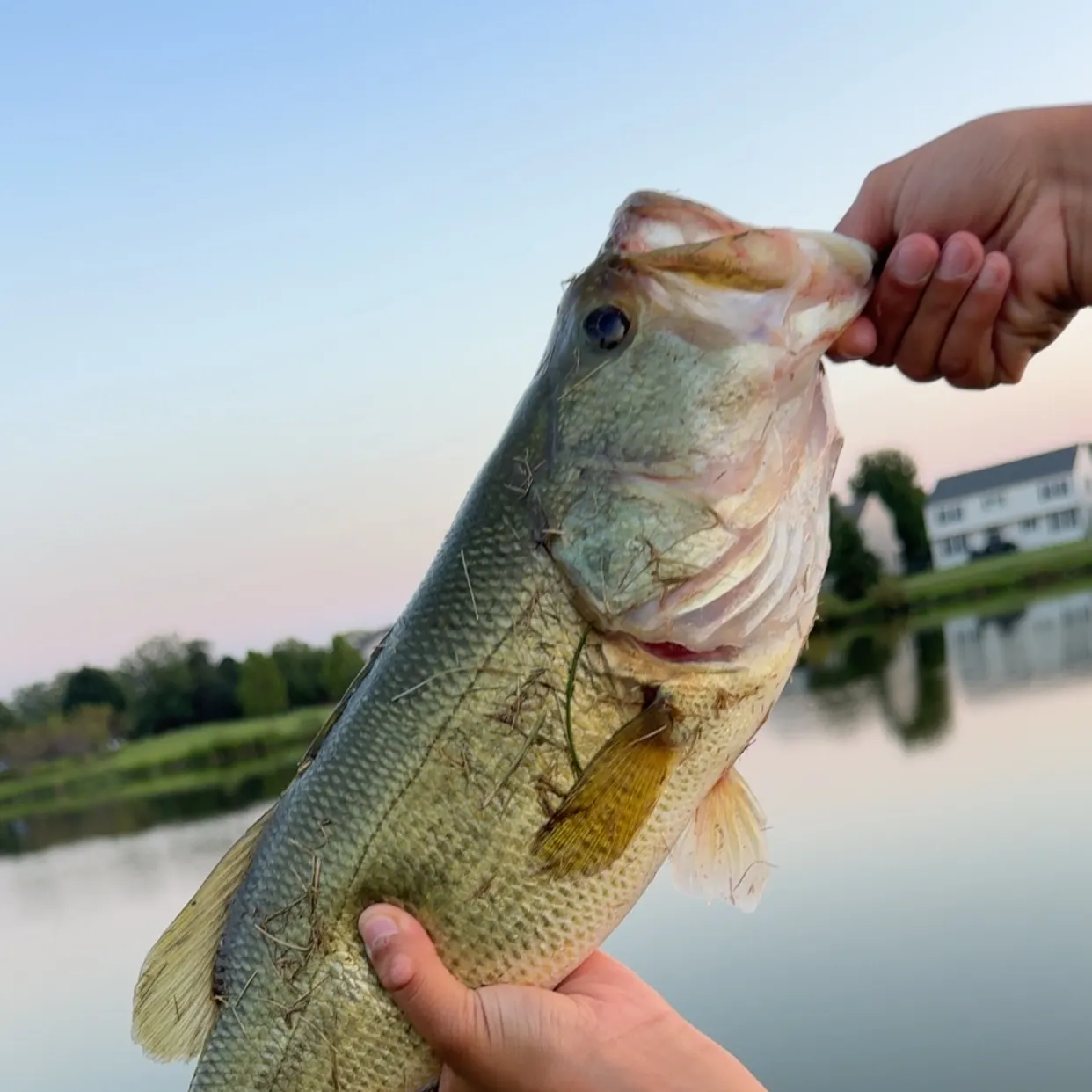 Largemouth bass caught on Fishbrain