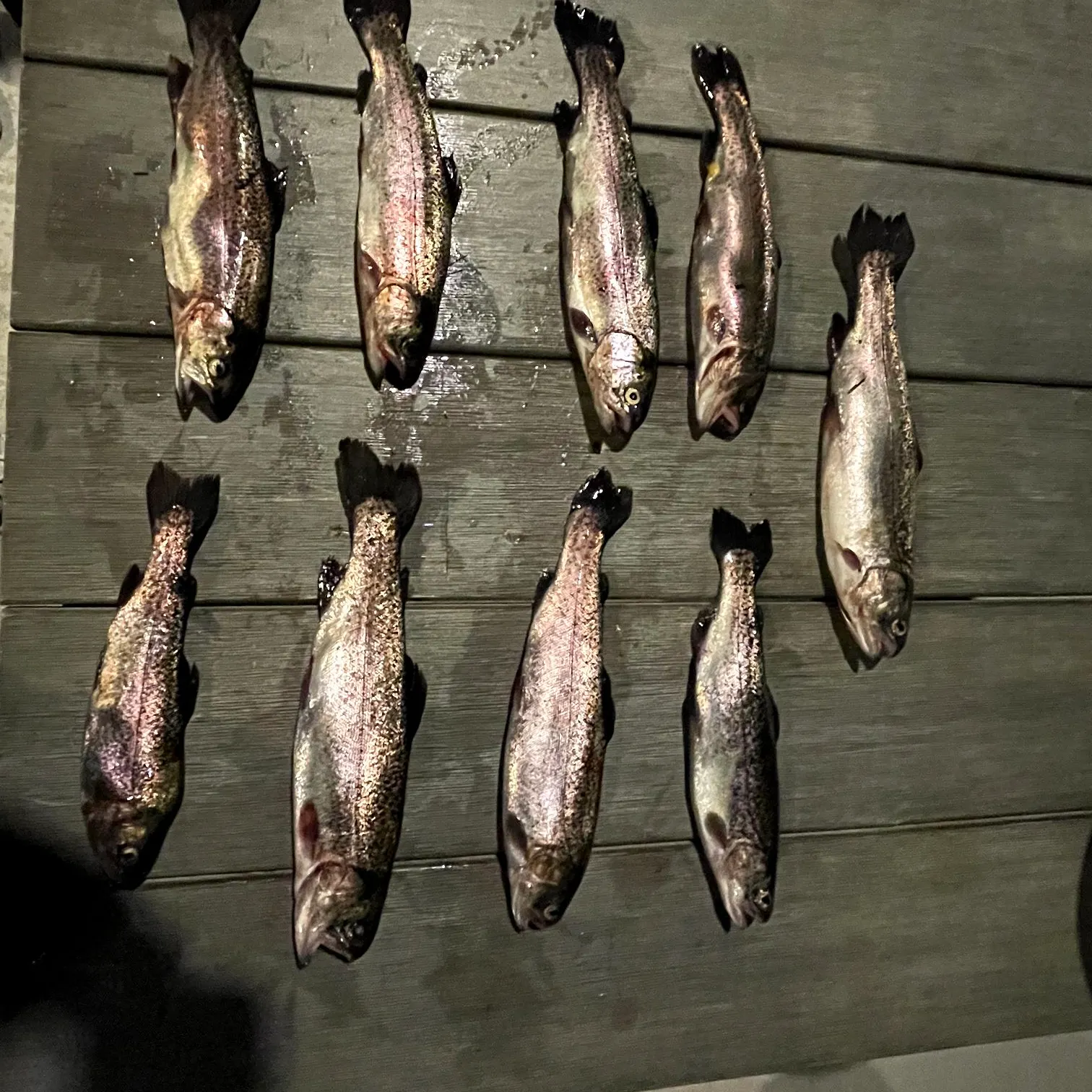 recently logged catches