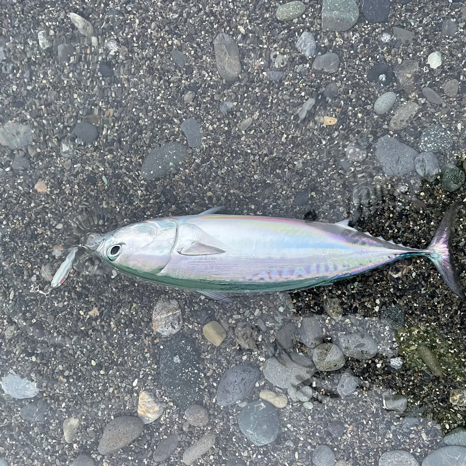 The most recent Frigate tuna catches on Fishbrain