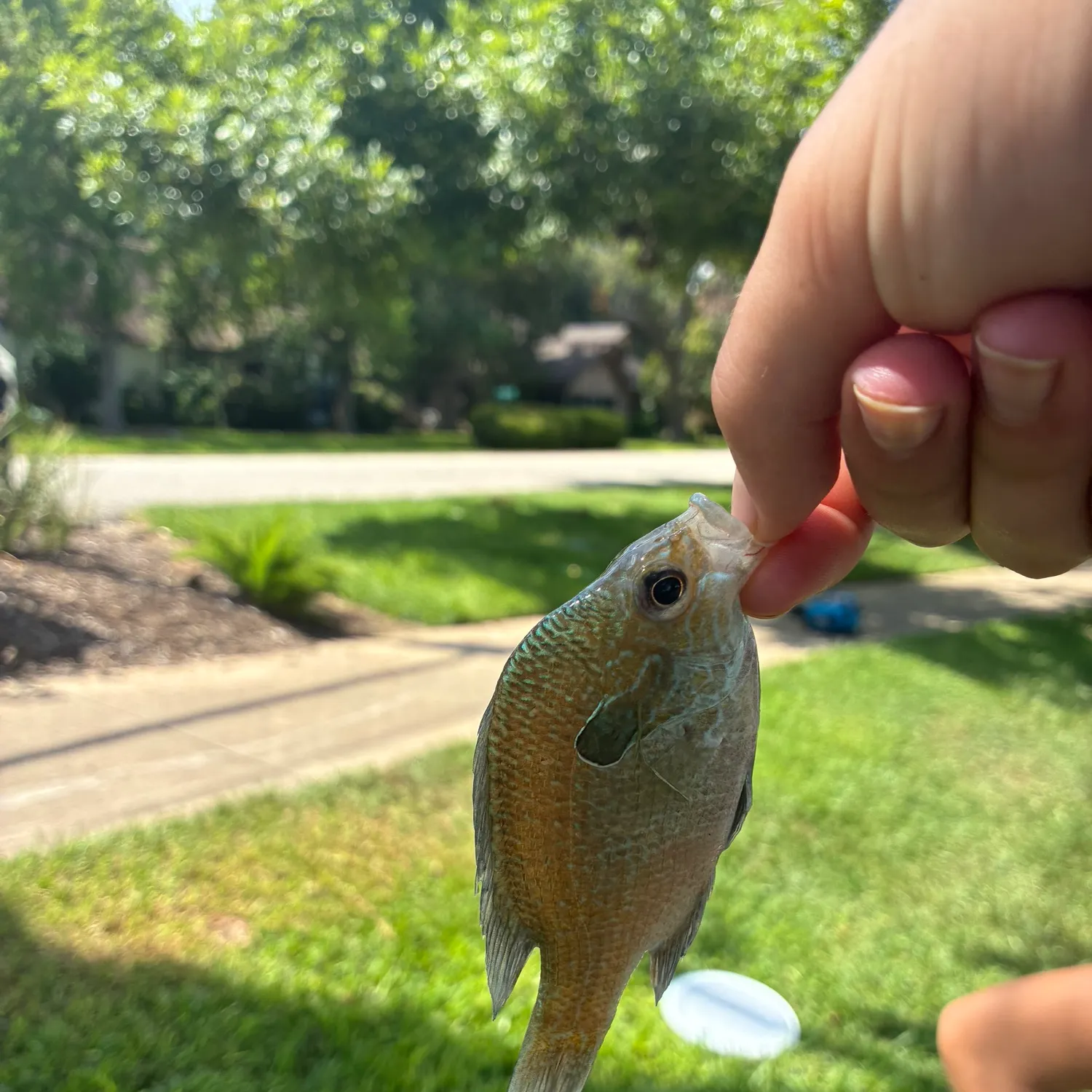 catch