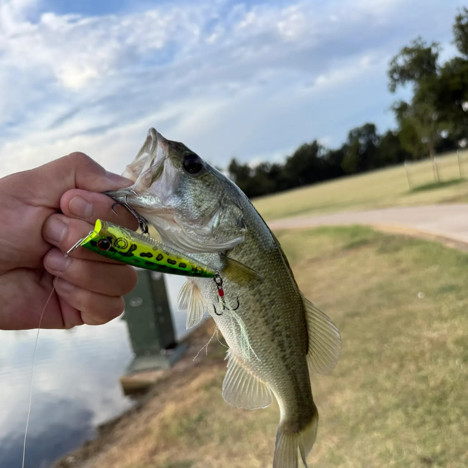 Largemouth bass caught on Fishbrain