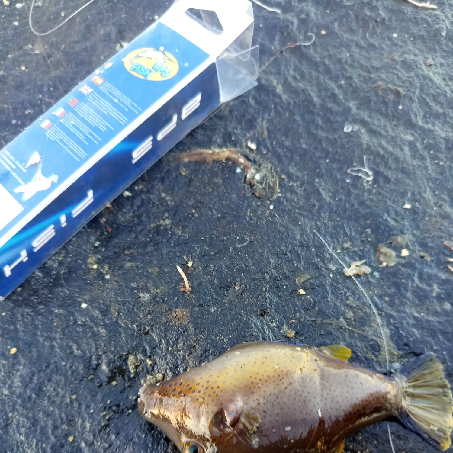 The most recent Reticulated pufferfish catches on Fishbrain