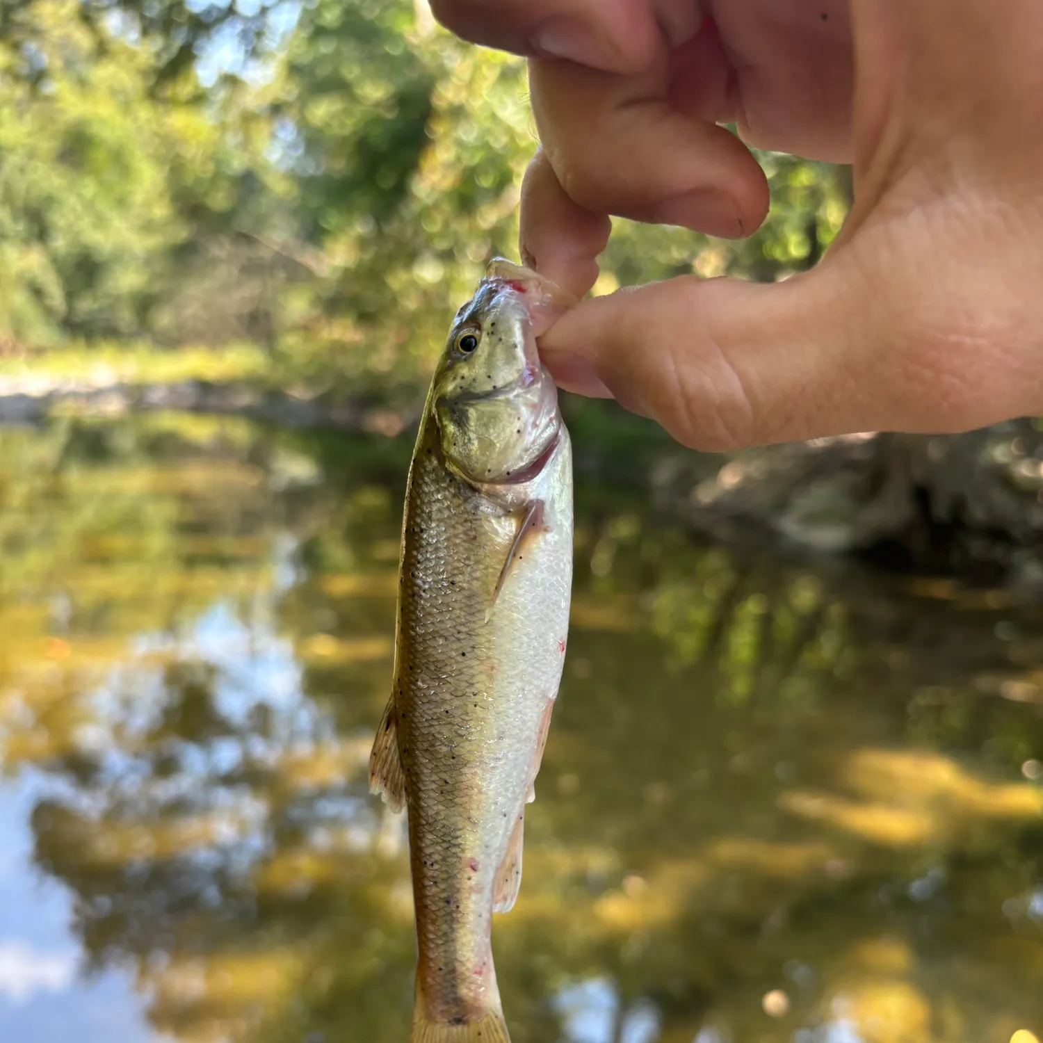 Creek chub caught on Fishbrain