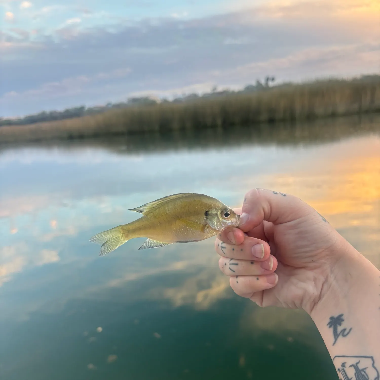 Bluegill caught on Fishbrain