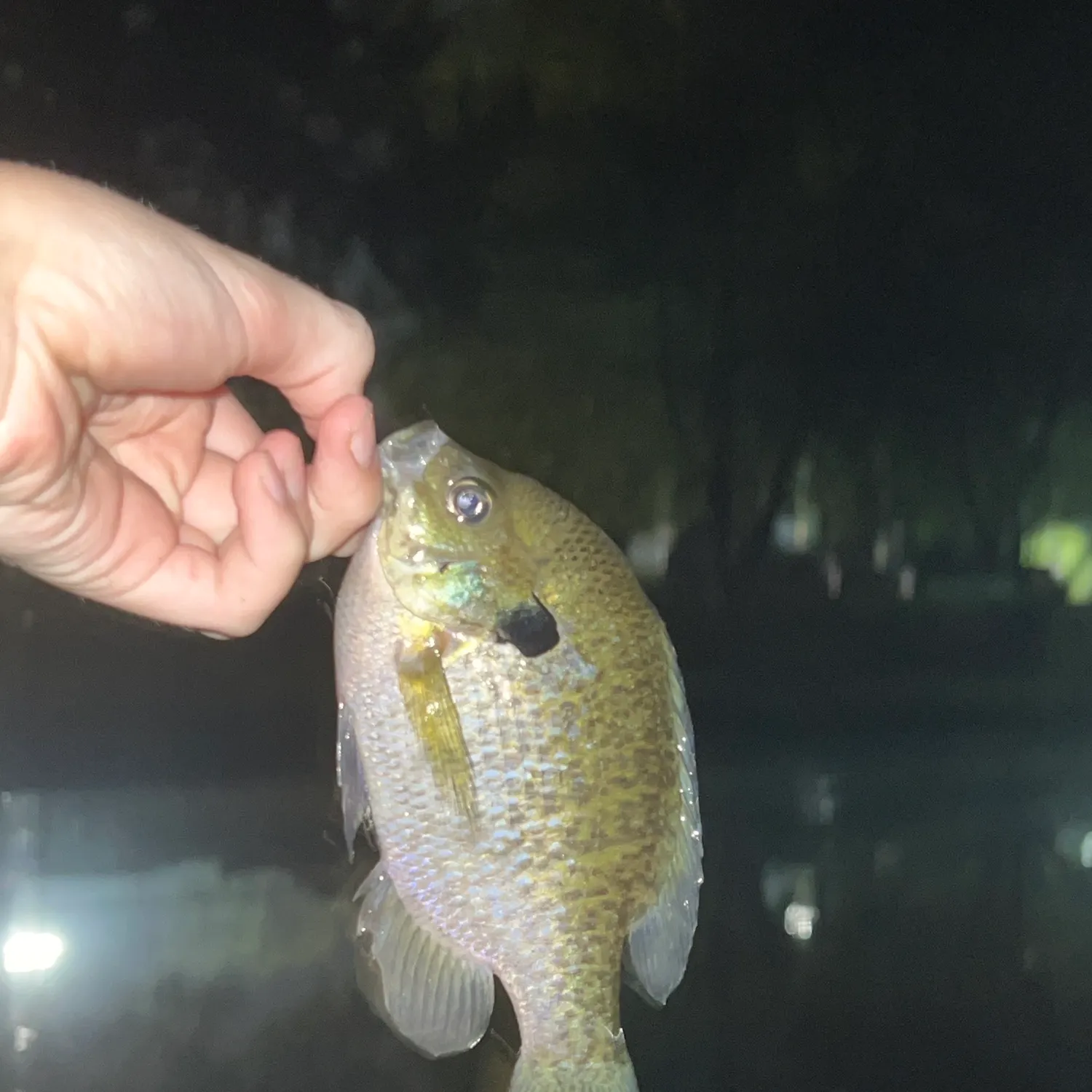 Bluegill caught on Fishbrain
