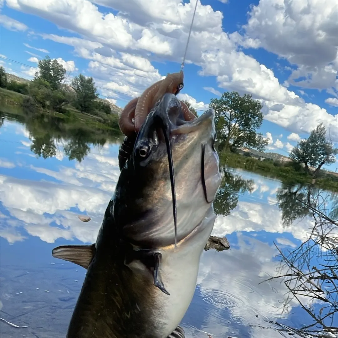 Black bullhead caught on Fishbrain