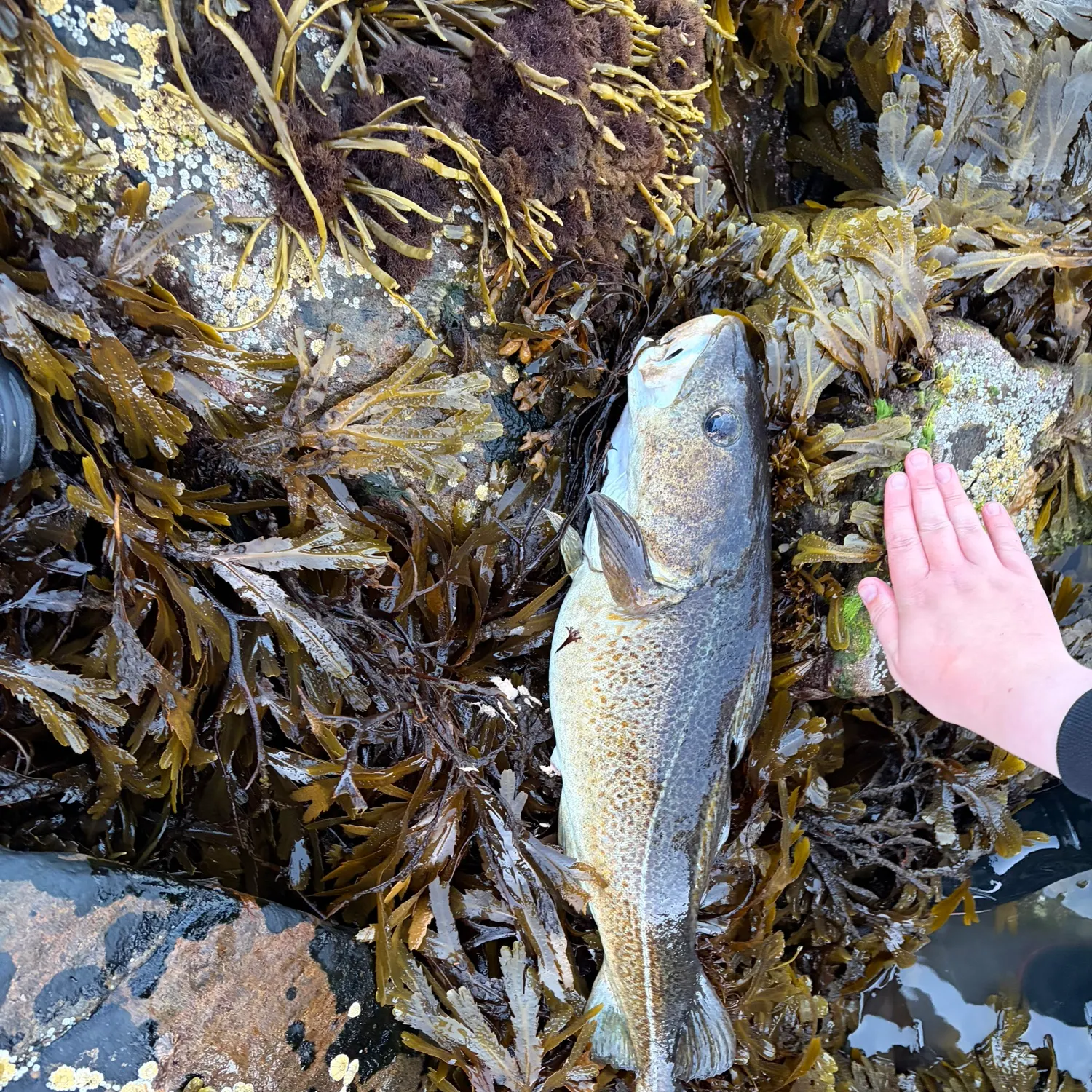 Atlantic cod caught on Fishbrain