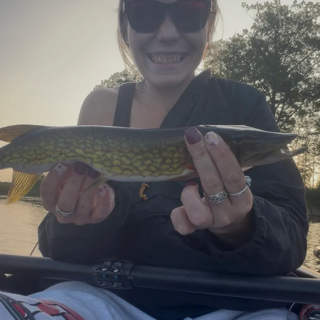 Chain pickerel caught on Fishbrain